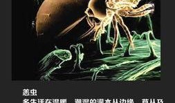 绍兴新闻爆料平台蜱虫,惊现蜱虫隐患，专家提醒防范措施！