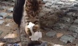 范哥爆料老鼠视频大全,老鼠视频大全惊悚瞬间大汇总