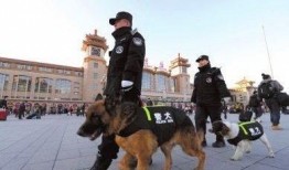 女子爆料缉毒警犬视频,揭秘警犬训练背后的辛酸与荣耀