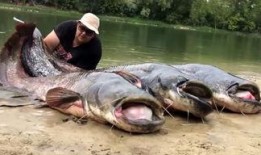 韩国鲶鱼爆料视频大全,揭秘娱乐圈幕后真相