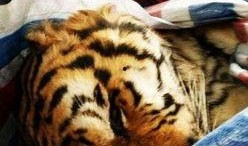 扒爷爆料东北虎视频