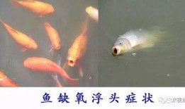 鱼的喂法真实爆料大全视频,真实爆料大全视频深度解析