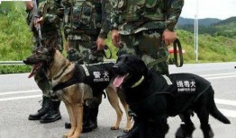 女子爆料缉毒警犬视频,揭秘警犬训练背后的辛酸与荣耀