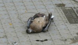 绍兴新闻爆料平台蜱虫,惊现蜱虫隐患，专家提醒防范措施！