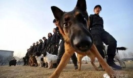 女子爆料缉毒警犬视频,揭秘警犬训练背后的辛酸与荣耀