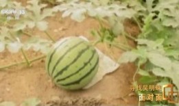 新疆网红瓜事件吃瓜,揭秘网络舆论的风云变幻