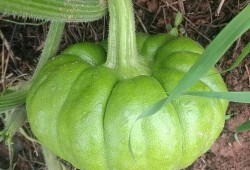 吃瓜姜姜全集免费,揭秘娱乐圈背后的甜蜜与苦涩