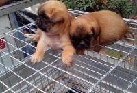 沛县狗市爆料最新消息新闻,揭秘狗市背后的惊人真相