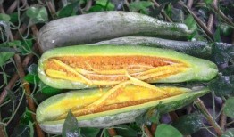 连云港网红吃瓜视频,揭秘当地美食与风土人情