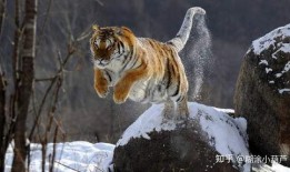 扒爷爆料东北虎视频