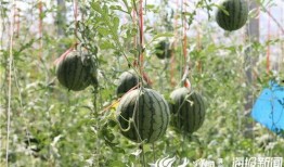 连云港网红吃瓜视频,揭秘当地美食与风土人情