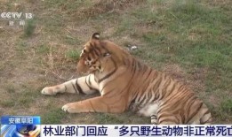 扒爷爆料东北虎视频