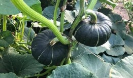 吃瓜网红视角下载,揭秘网红们的吃瓜日常与幕后故事