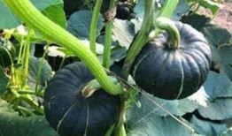 网红吃瓜视频在哪看,各大平台热门内容汇总