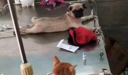 巴哥赤犬爆料视频大全下载,揭秘幕后真相