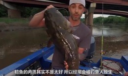 韩国鲶鱼爆料视频大全,揭秘娱乐圈幕后真相