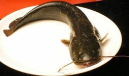 韩国鲶鱼爆料视频大全,揭秘娱乐圈幕后真相