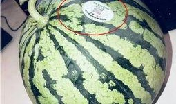 黑龙江吃瓜网红,揭秘东北网络红人的魅力与争议