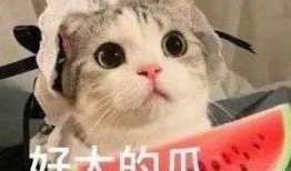 网红吃瓜猫,揭秘娱乐圈幕后故事