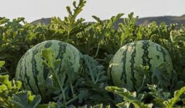 黑龙江吃瓜网红,揭秘东北网络红人的魅力与争议