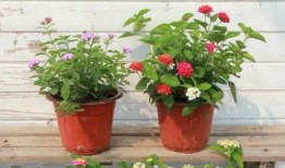 昆明银行最近爆料新闻视频,揭秘神秘视频背后的惊人真相